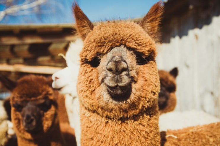 Brown llama