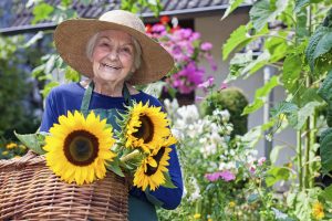 Happy Senior Woman with Brown Hat Carrying Baskets of Fresh Sunflowers at the Garden. Smiling at the Camera.