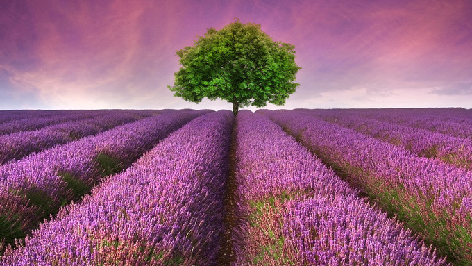 Lavender Field