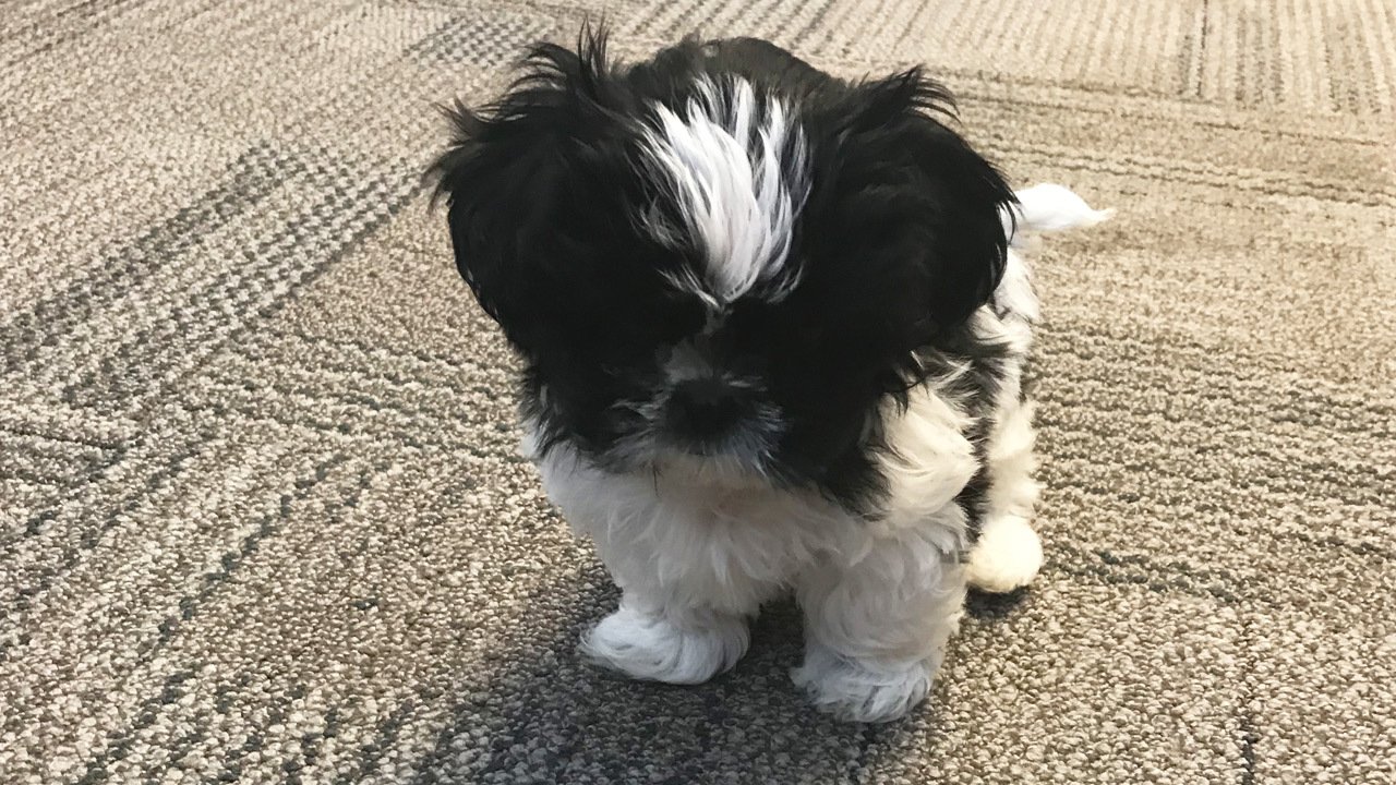 Charlie the Therapy Dog