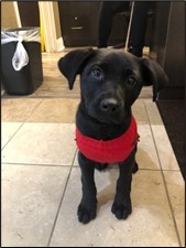 Kayla's Dog Kona