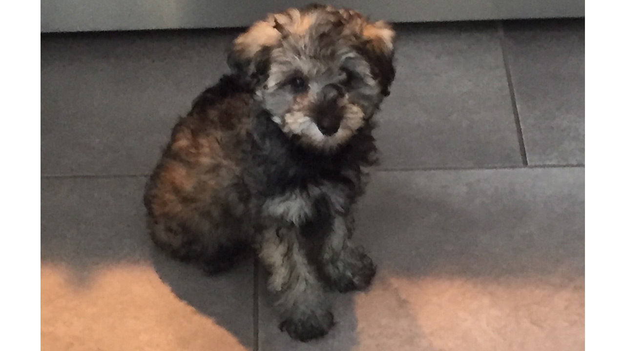 Pepper the Dog