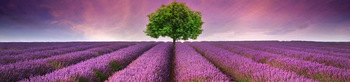 Lavender Field